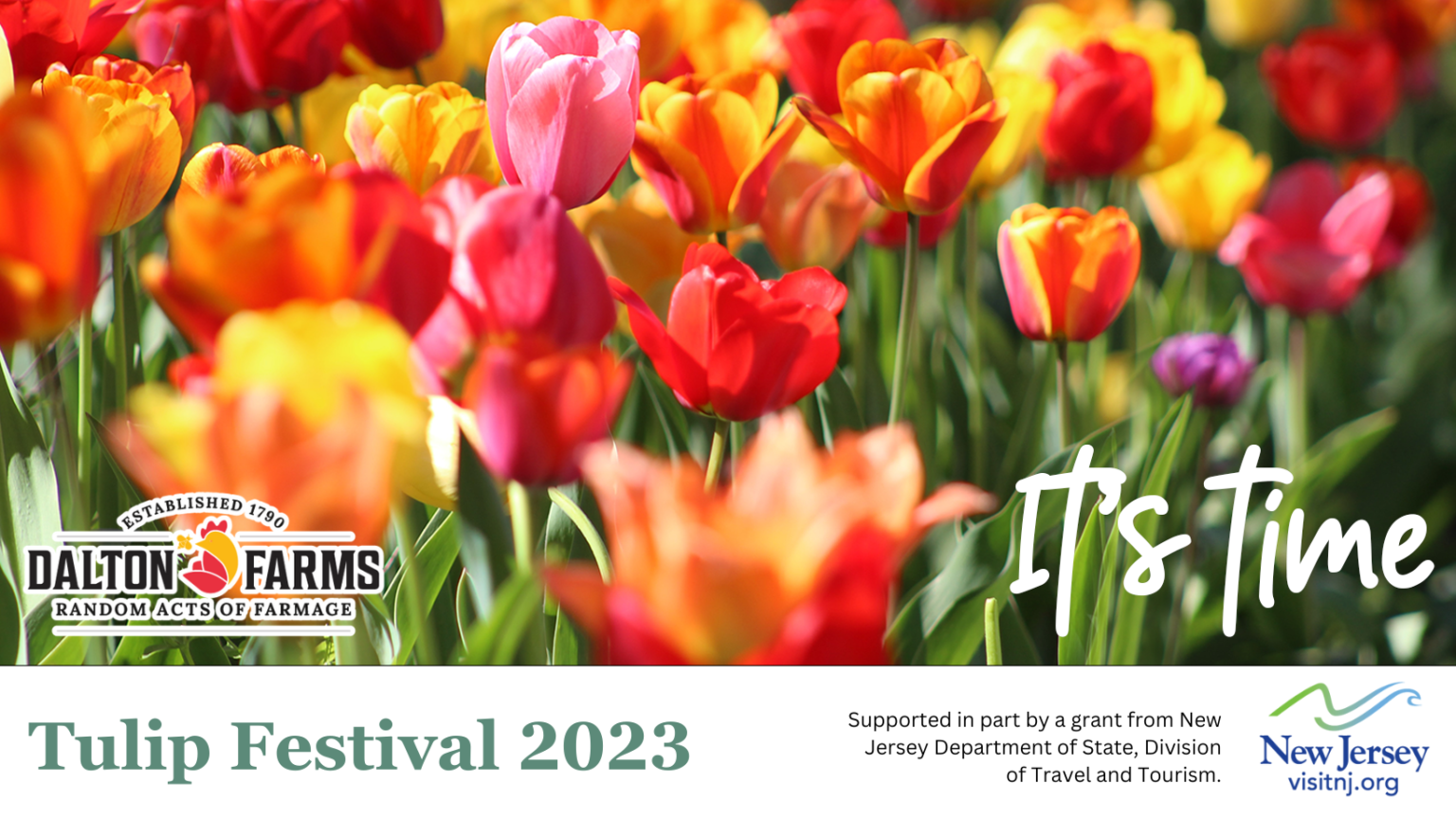 DALTON FARMS 2023 TULIP FESTIVAL NJ Heartland NJ Heartland