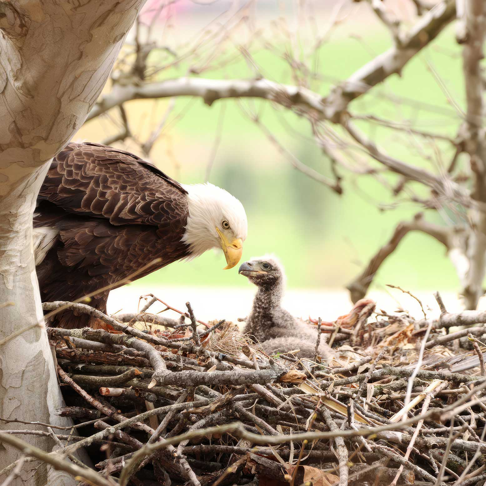 Cumberland County Winter Eagle Festival 2024 NJ Heartland NJ Heartland